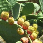 Gozo - sept 2008 044