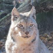 Dierenpark A'foort 09