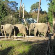 Dierenpark A'foort 10