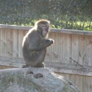 Dierenpark A'foort 16