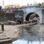 Dierenpark A'foort 19