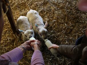 Schaapjes kijken bij Arie