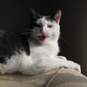 Sjerrie en Chandler (033)