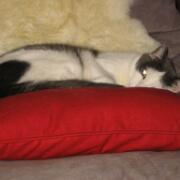 Sjerrie en Chandler (043)