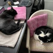 60984557514__5A2D82DB-D710-4848-9E55-91F4C5457858